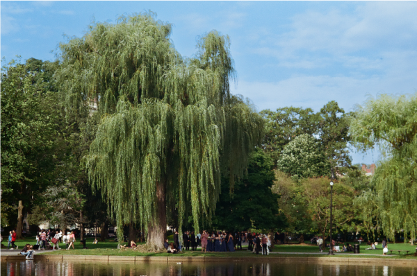 A wedding photoshoot underneath a large willow tree, the vast lake in the foreground.